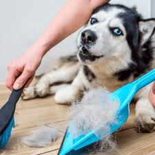 Het verharen van je hond verminderen: tips voor een schonere huis